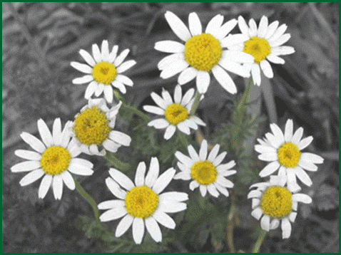 herbs - chamomile