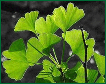 herbs - ginkgo