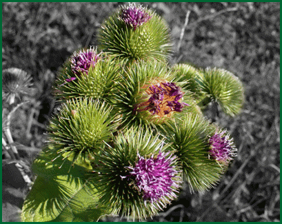 herbs - greater burdock