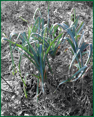 herbs - leek
