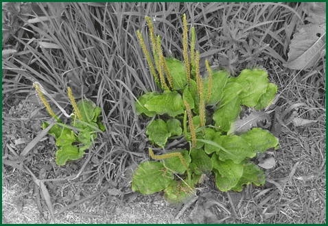 herbs - plantago