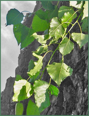herbs - poplar