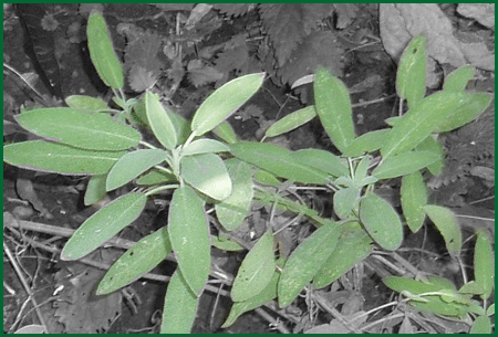 herbs - sage