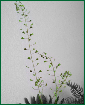 herbs - shepherd's purse